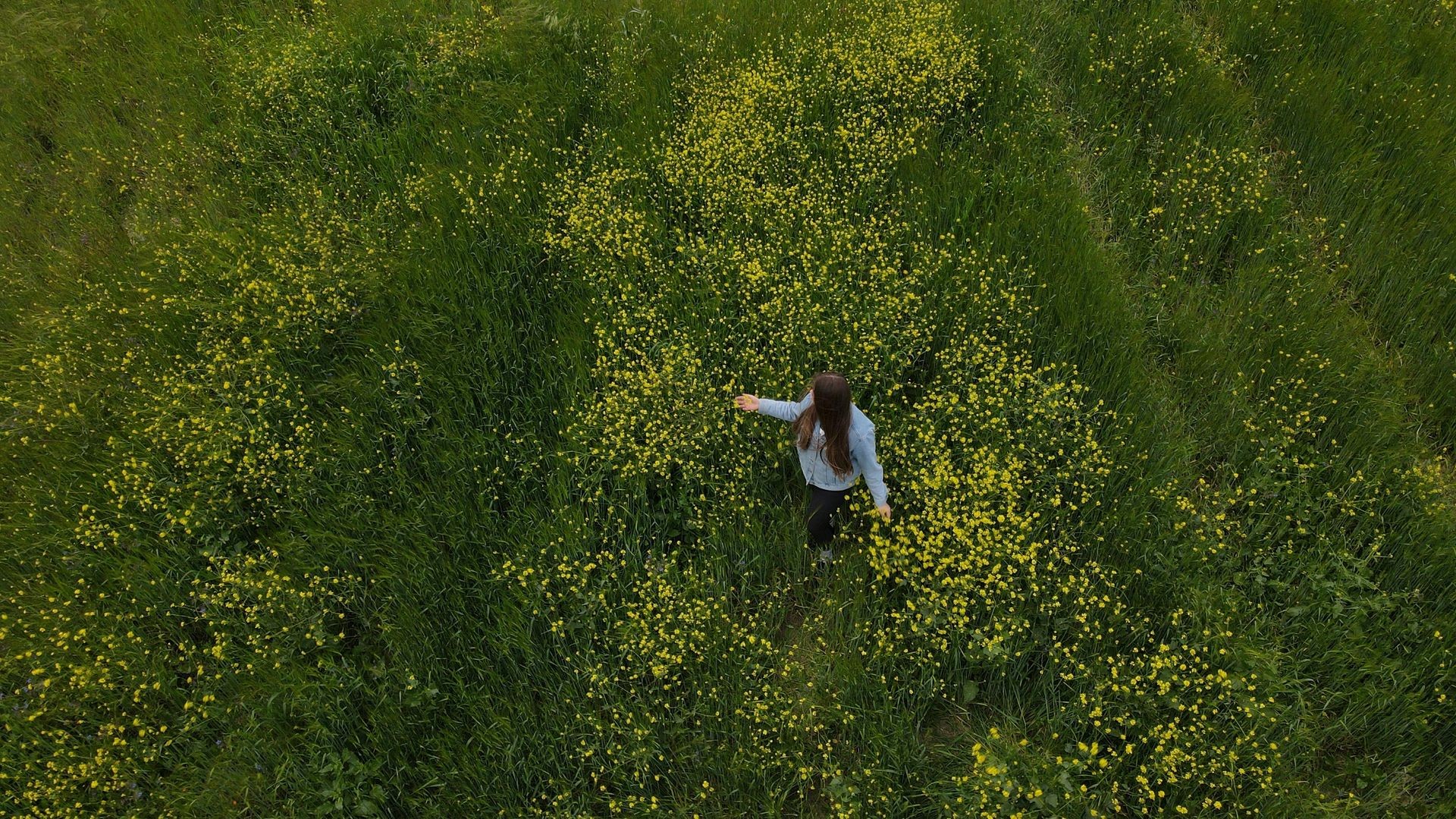 Person walking through a field of tall grass and yellow wildflowers, seen from above.